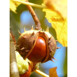 Almendro largueta