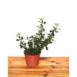 Pittosporum (test 15 cm ø)