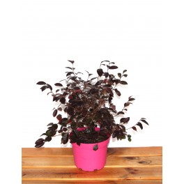 Loropetalum chinense (vaso 18 cm ø)