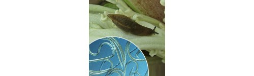 Escargots et limaces Faunatur