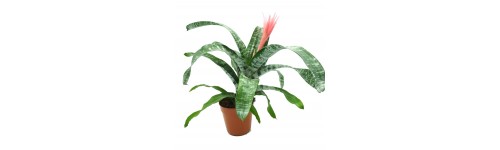 Bromelia