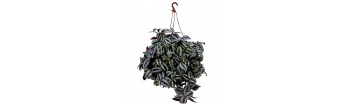 Tradescantia