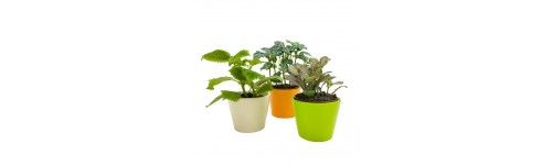 Mini plantas de interior