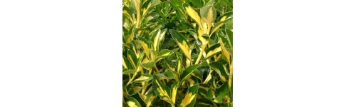 Euonymus