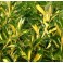 Euonymus