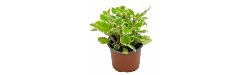 Plectranthus 