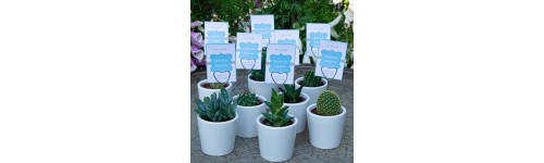 Cactus et plantes succulentes pour cadeau