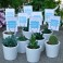 Cactus et plantes succulentes pour cadeau