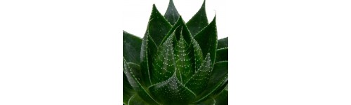 Aloe