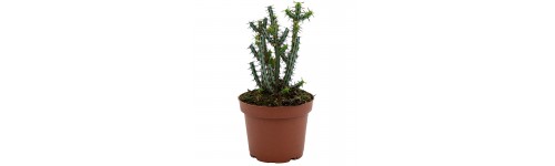 Euphorbia