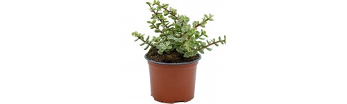 Portulacaria