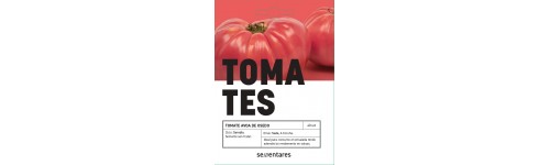 Graines de tomates traditionnelles galiciennes