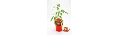 Plante de piment fort