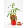 Plante de piment fort