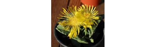 Faucaria