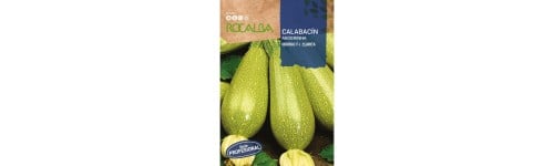 Courgettes professionnel