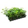 Planta ornamental em sementeira