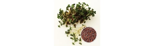 Microgreens profesional