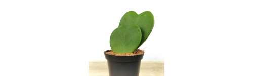 Planta corazon