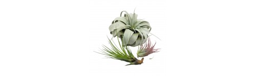 Tillandsia ou plantes aériennes