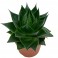 Plantes succulentes