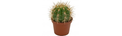 Klein Künstlicher Kaktus in Topf aus Terrakotta, 17 cm hoch