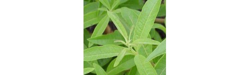 Verveine odorante