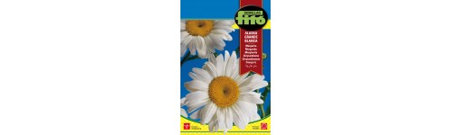 Graines de type marguerite