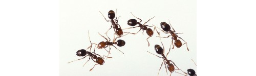 Formigues i altres rastrers