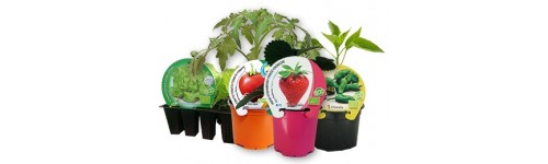 Plantes per a l'hort