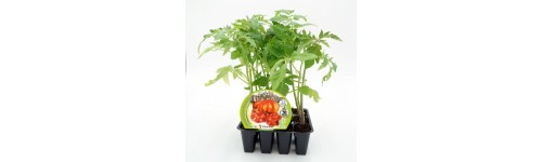 Plantel de tomates