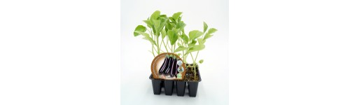 Plante d'aubergine