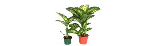 Dieffenbachia