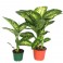 Dieffenbachia