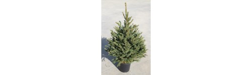 Arbres de Noël et autres plantes