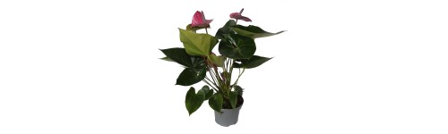 Anthurium