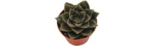 Echeveria