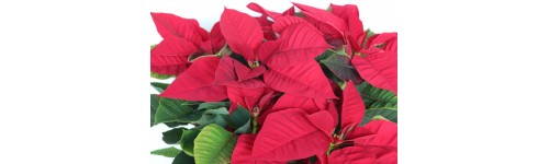 Poinsettia