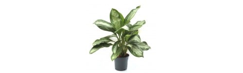 Calatea, aglaonema, caladium e syngonium