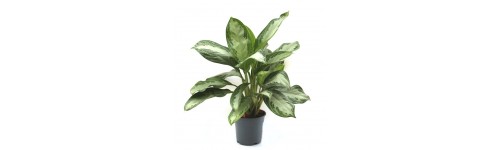 Calatea, aglaonema caladium et syngonium