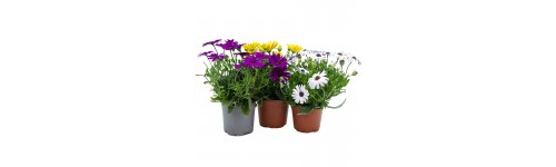 Marguerites